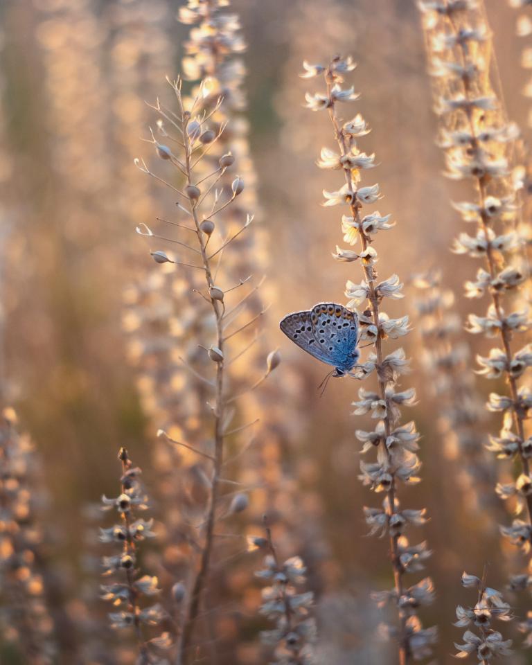 Motyl